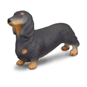 Dachshund