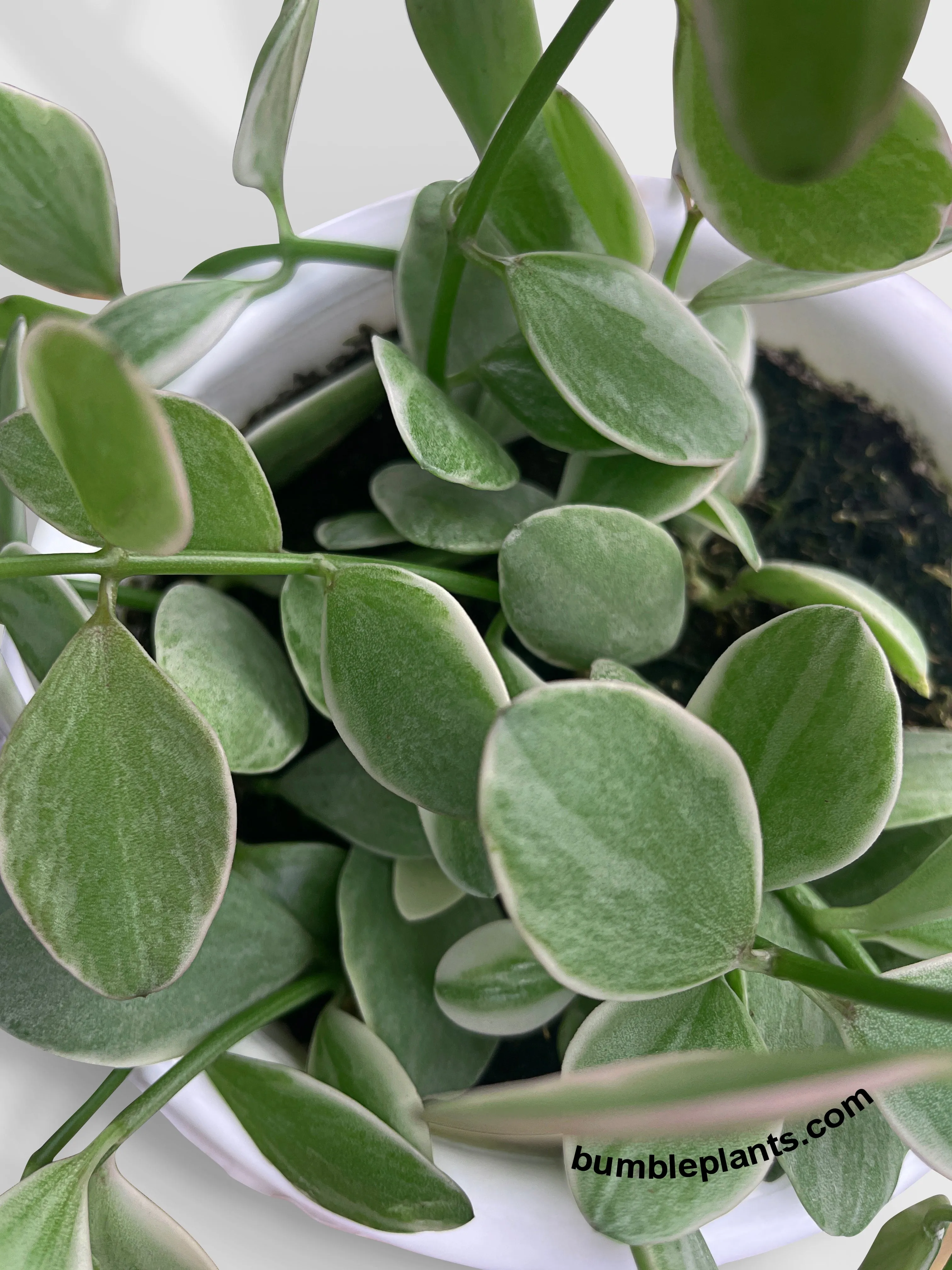 Dischidia Oiantha Variegated 'Silver Falls'